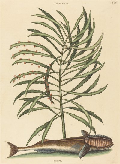 Den sugende fisken Echeneis naucratis, utgitt 1731-1743. av Mark Catesby