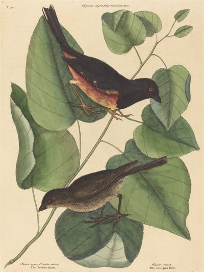 The Towhe Bird Fringilla erythrophthalma, utgitt 1754. av Mark Catesby
