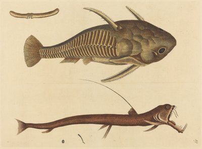 Viper-munnen (Silurus cataphractus) av Mark Catesby