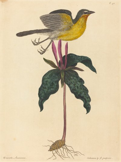 The Yellow-breasted Chat, publisert 1754. av Mark Catesby