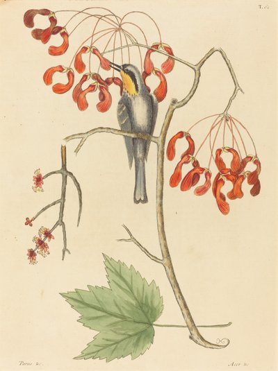 The Yellow Throated Creeper, utgitt 1754. av Mark Catesby