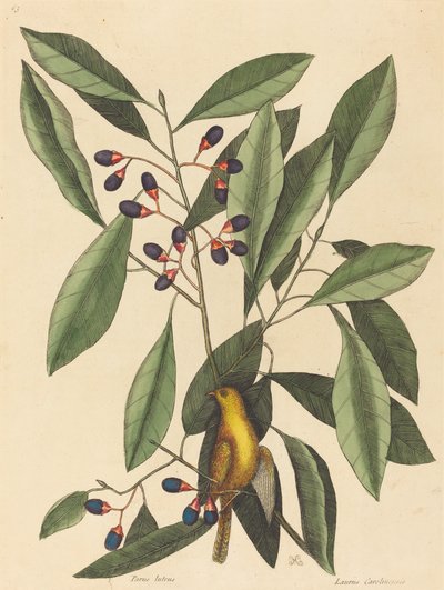 Den gule meisen Motacilla trochilus, utgitt 1754. av Mark Catesby
