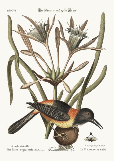 The Yellow and Black Pye, 1749-73 av Mark Catesby