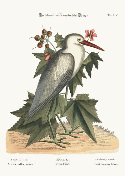 Den lille hvite hegre, 1749-73 av Mark Catesby