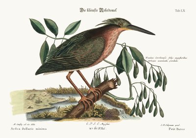 Den lille Bittern, 1749-73 av Mark Catesby