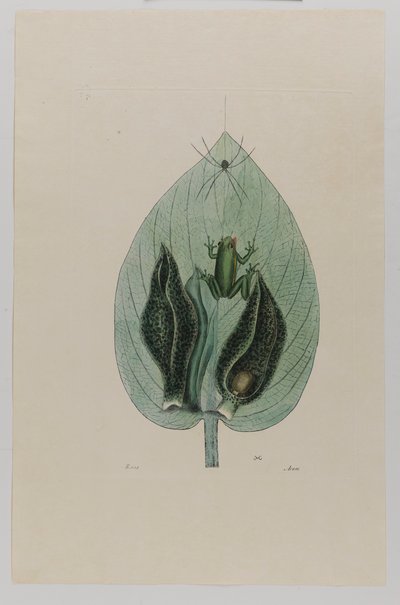  av Mark Catesby