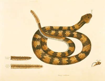 Viper Caudison Snake, Rattlesnake, plate 41, vol. 1, fra 
