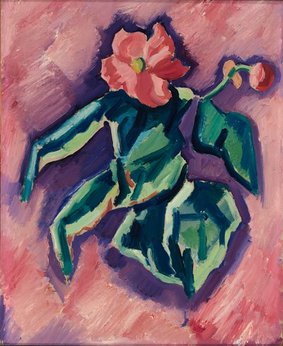Rosa begonier av Marsden Hartley