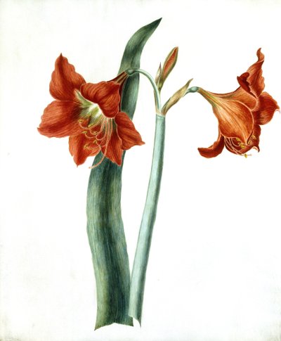 Amaryllis, ca. 1790 av Martha Tuthill