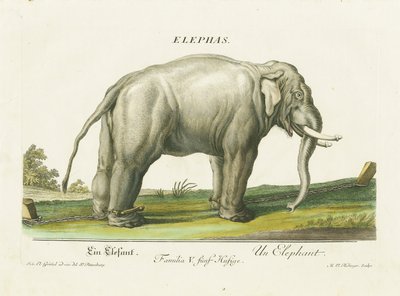Asiatisk elefant i lenker av Martin Elias Ridinger