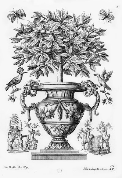 Sitrustrær, ca. 1735 av Martin Engelbrecht