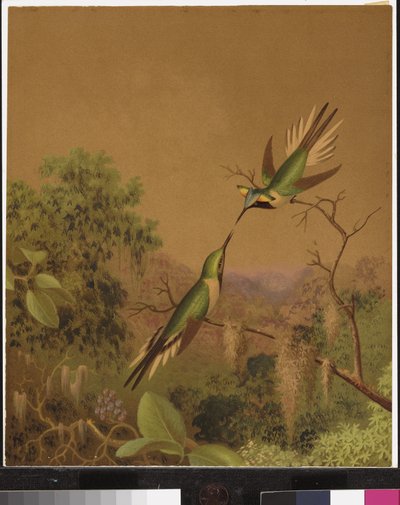 Brasilianske kolibrier IV av Martin Johnson Heade
