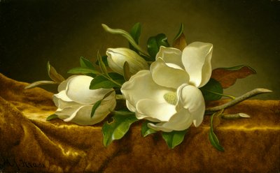 Magnolias on Gold Velvet Cloth, ca. 1888-90 (olje på lerret) av Martin Johnson Heade