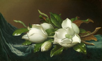 Magnolia på lyseblå fløyelsklut av Martin Johnson Heade