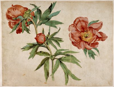 Studie av peoner av Martin Schongauer