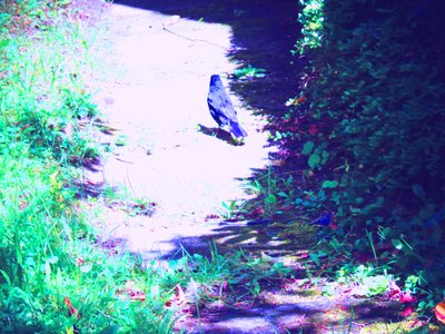 Blackbird-vandring i juli av Martina Konitzky