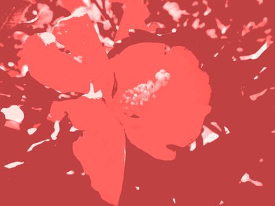 blomstre av Martina Konitzky