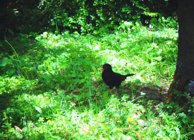 Blackbird på en sommerdag av Martina Konitzky