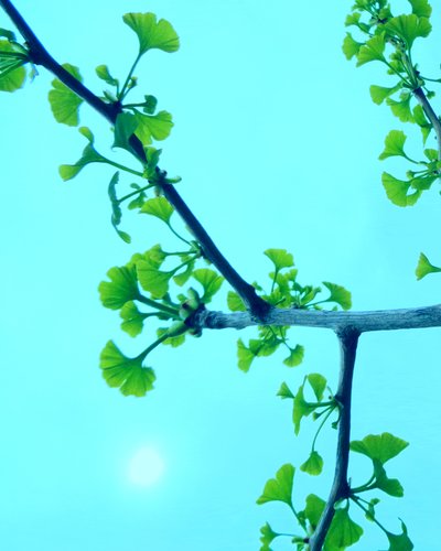 Ginkgo av Martina Konitzky