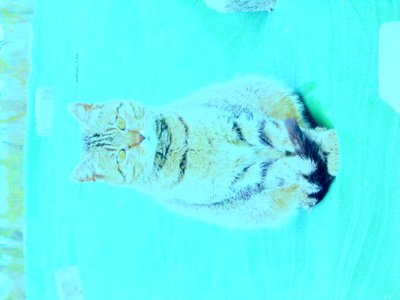 Kitty av Martina Konitzky