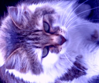 Kitty Lila av Martina Konitzky