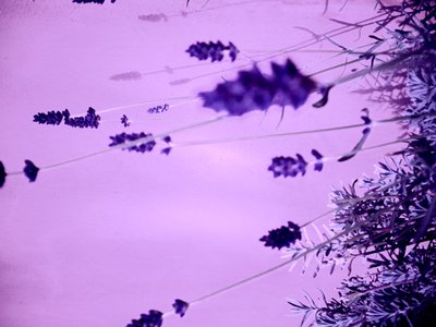Lavendel av Martina Konitzky