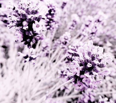 Lavendel lilla sølv av Martina Konitzky