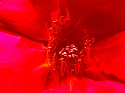 Rose av Martina Konitzky