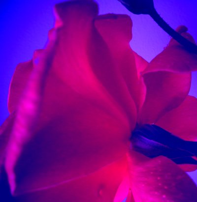 Rose av Martina Konitzky