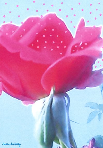 Rosa rosa av Martina Konitzky