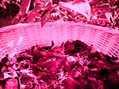 Roseblader potpourri av Martina Konitzky