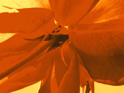 Rose blomst av Martina Konitzky