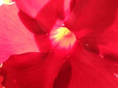 Rød blomst av Martina Konitzky