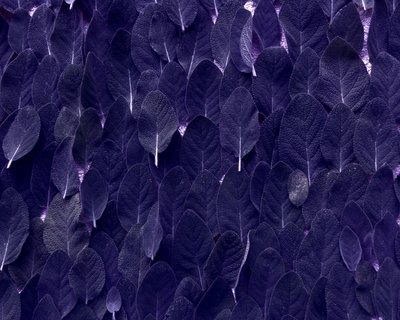 salvie av Martina Konitzky