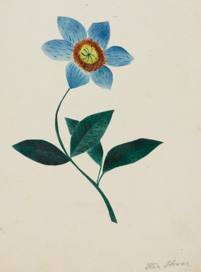 Stjerneblomst. av Mary Altha Nims