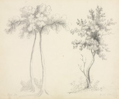 Studier av Upas og Maple Trees. av Mary Altha Nims