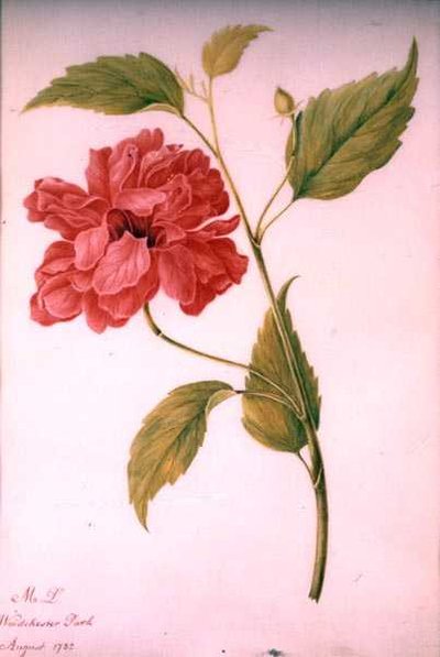Peon stil blomst av Mary Granville (attr.) Delany