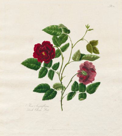 En samling av roser fra naturen: Dark China Rose, 1799. av Mary Lawrence