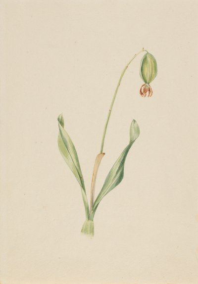  av Mary Vaux Walcott