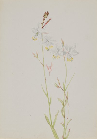  av Mary Vaux Walcott