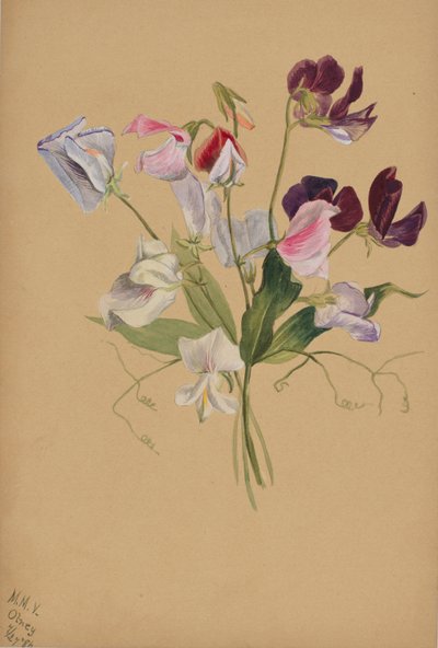 av Mary Vaux Walcott