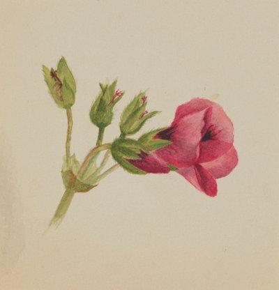  av Mary Vaux Walcott