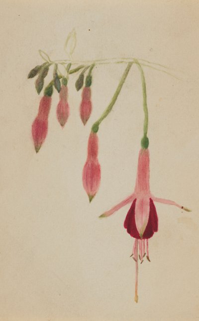  av Mary Vaux Walcott