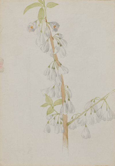  av Mary Vaux Walcott