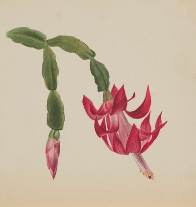  av Mary Vaux Walcott