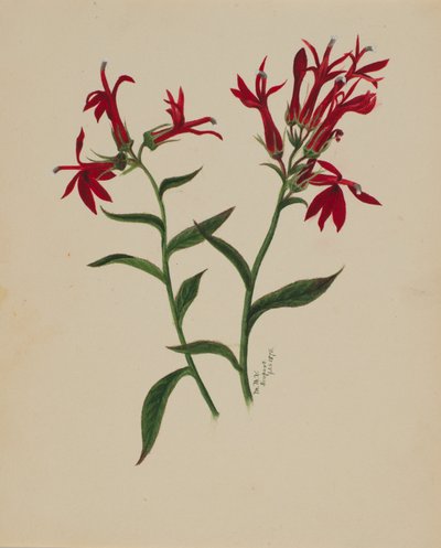  av Mary Vaux Walcott