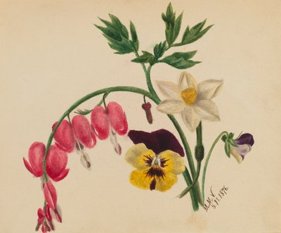 (Uten tittel -- Blandede blomster) av Mary Vaux Walcott