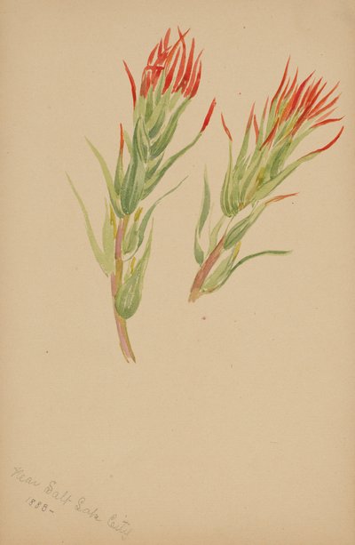  av Mary Vaux Walcott