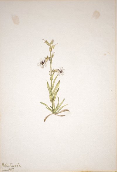  av Mary Vaux Walcott