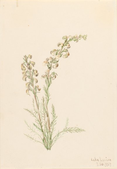Alpine Fernlife Pedicularis contorta, 1907. av Mary Vaux Walcott